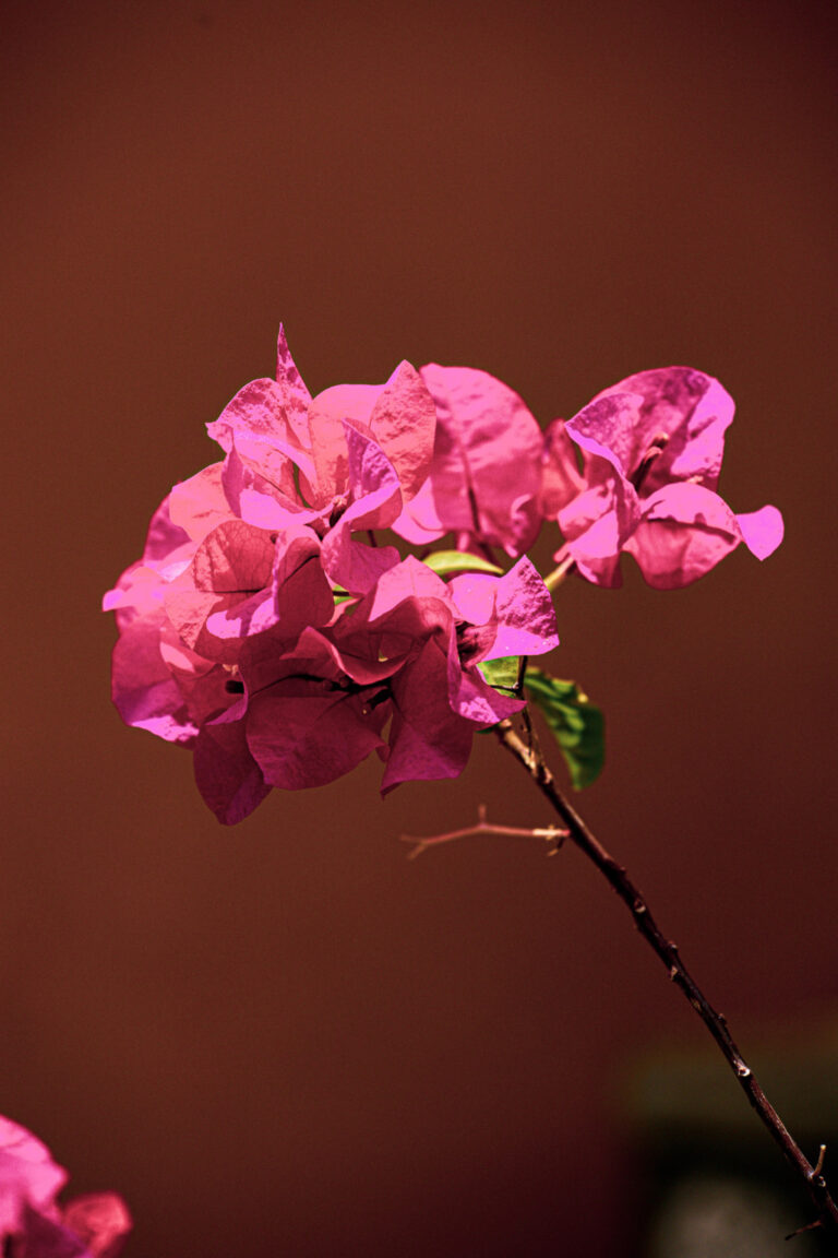 Bogganbilla, Valladolidad, Mexico