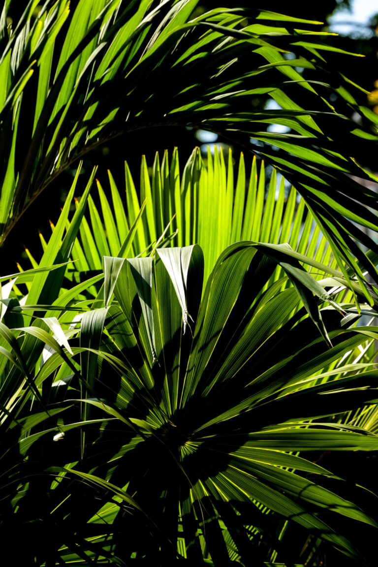 Jungle mood, La Habana, Cuba