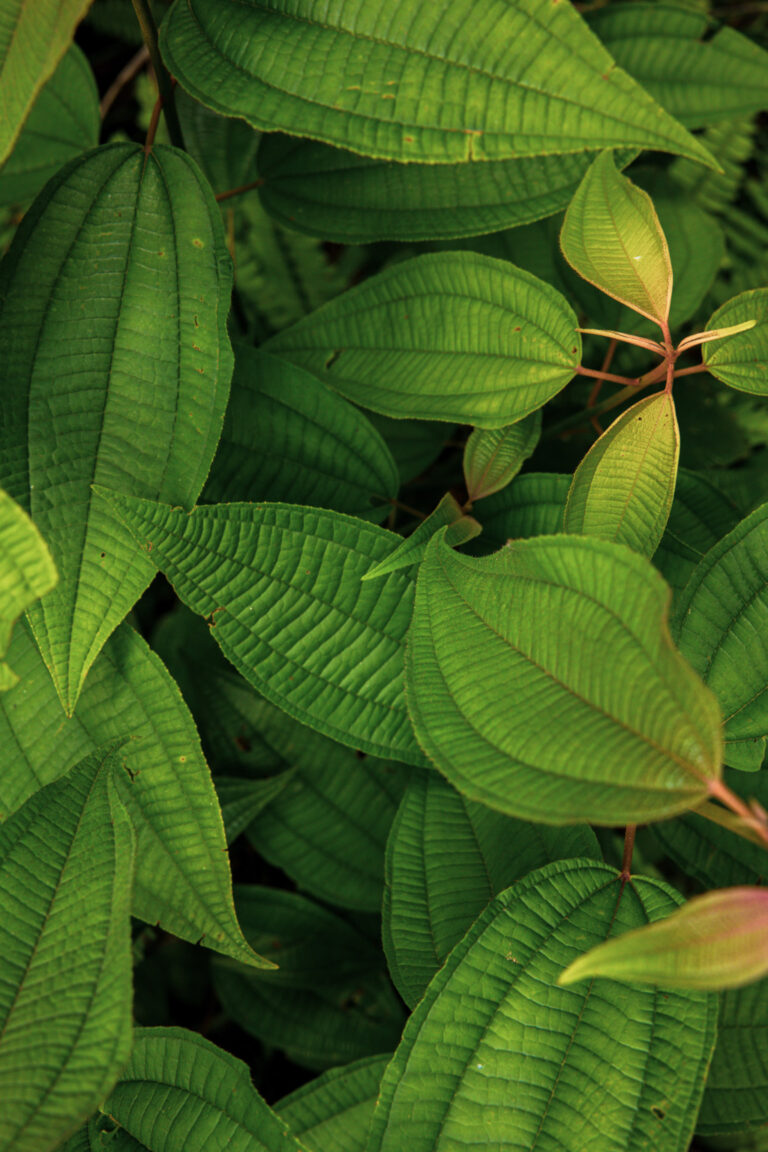 Nature, Oaxaca, Mexico